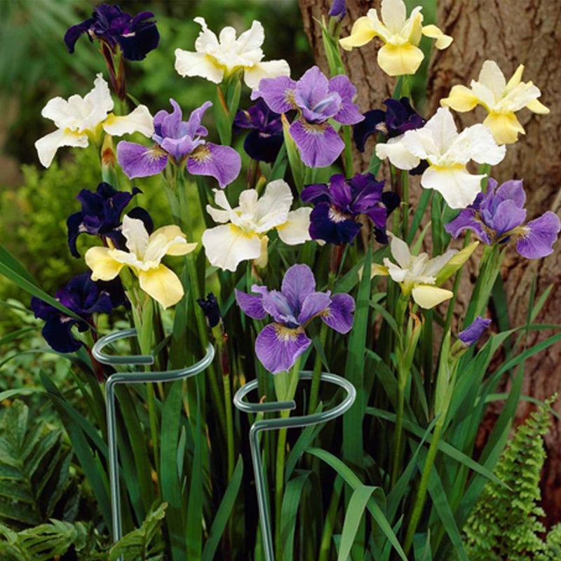 Dreecy 12 Pack 36 inch Plant Support Stakes,Single Stem Plant Support Stake Single Plant Stem Garden Flower Support Stake Steel Plant Cage Support Ring for Orchid Gladiolus Iris Dahlia Amaryllis Rose Lily - Image 5